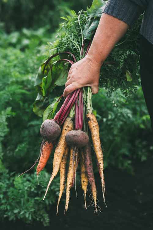 About Food Retail. Hand holding freshly harvested root vegetables including carrots and beets, symbolising EPOS Cubed’s support for independent food retailers.