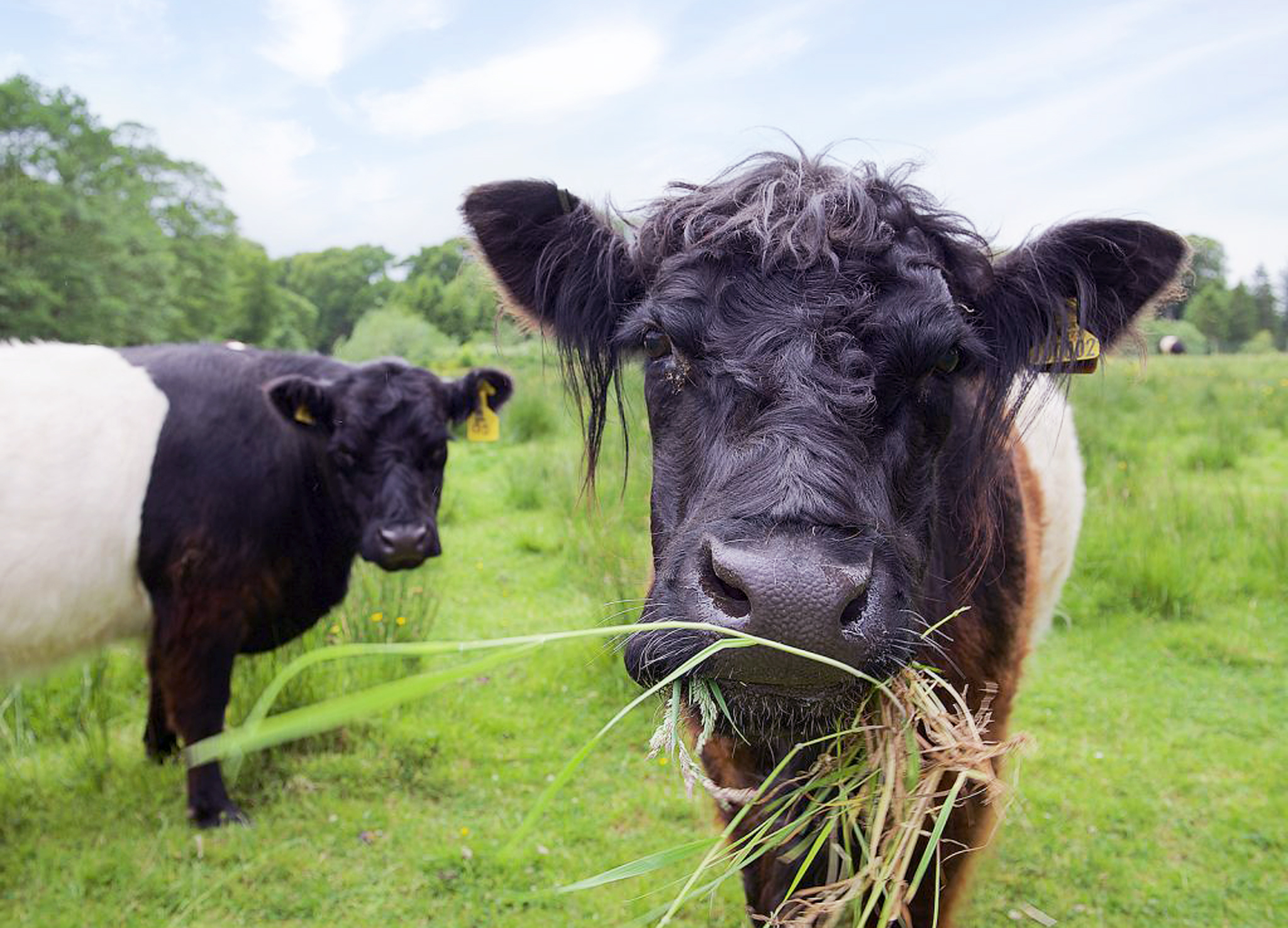 Galloway cattle at Kilnford Farm, supplying the farm shop and Farmhouse Kitchen café