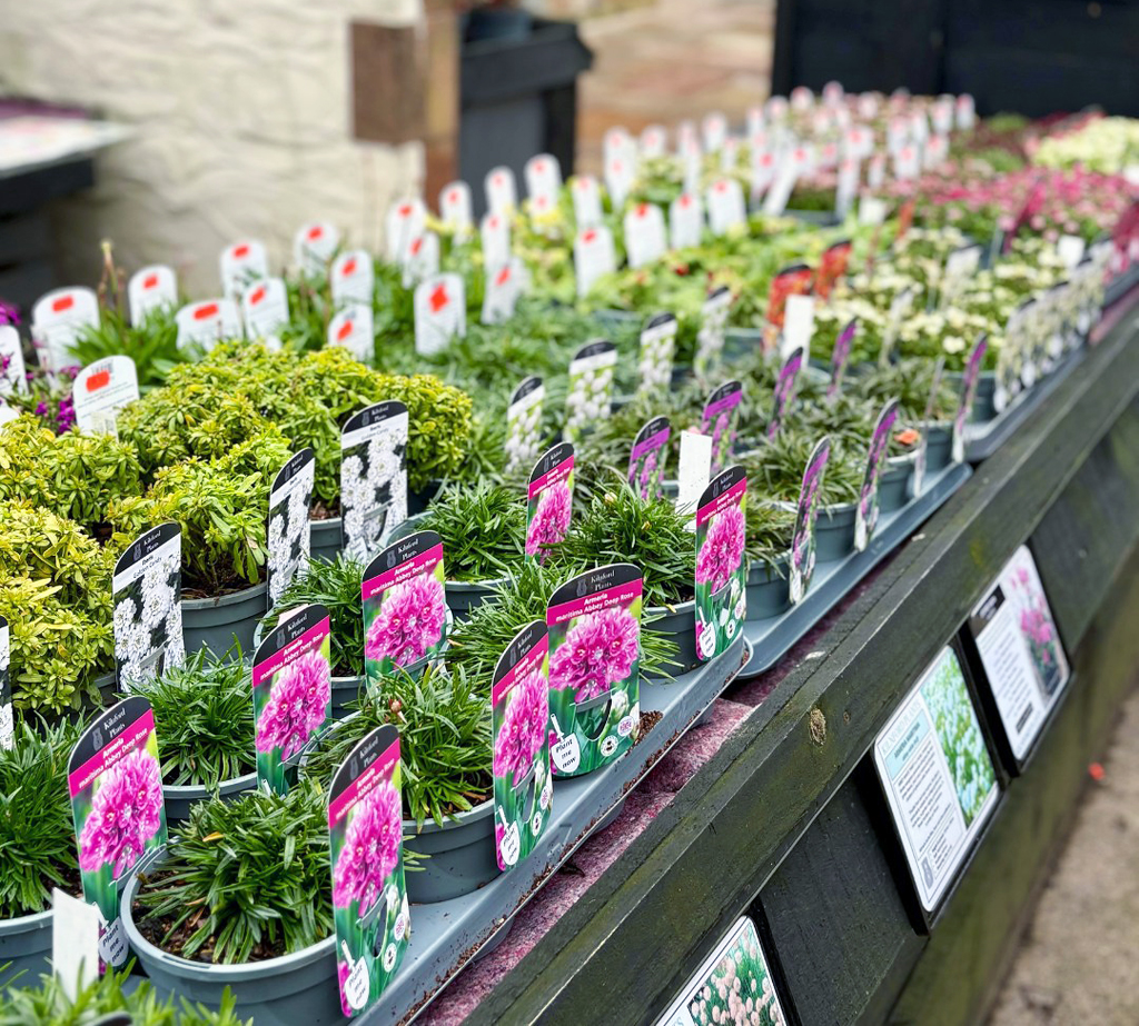 Garden centre plants on display at Kilnford Farm Shop