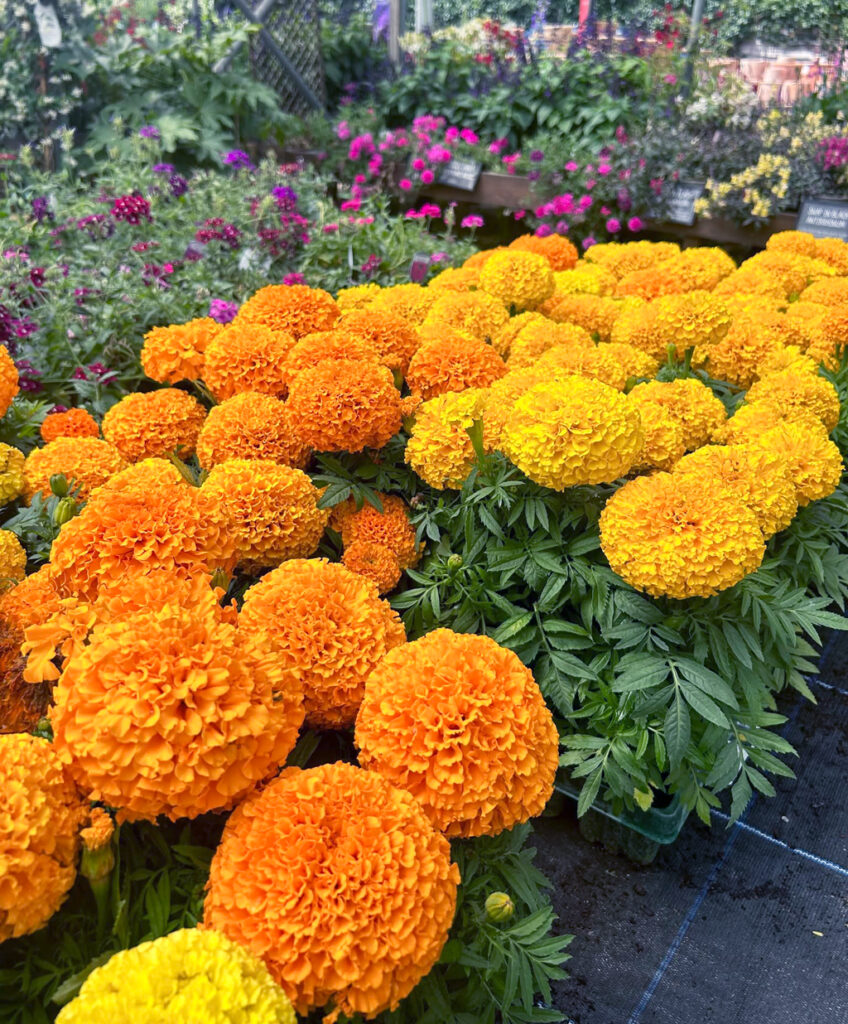 Orange and yellow marigolds for sale at Peterley Manor Farm plant nursery