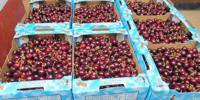 Crates of fresh English cherries displayed at Calcott Hall Farm Shop.