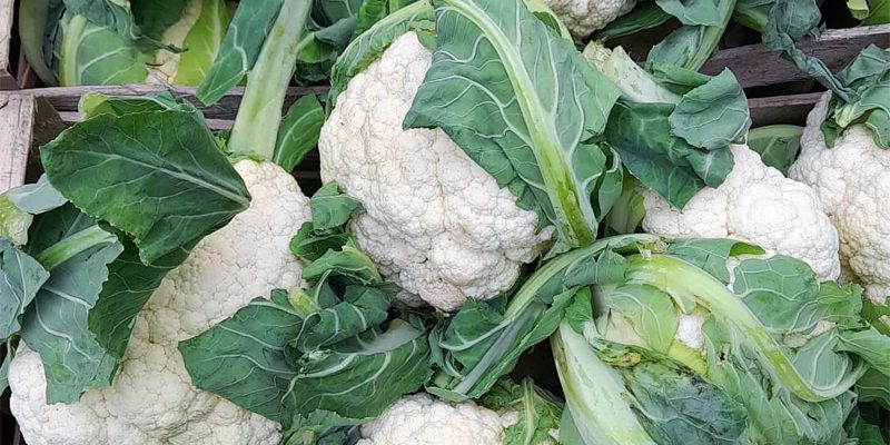 Fresh cauliflowers with green leaves on display at Calcott Hall Farm Shop.