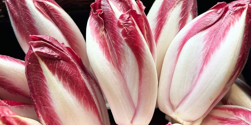 Fresh chicory displayed alongside fennel at Calcott Hall Farm Shop.