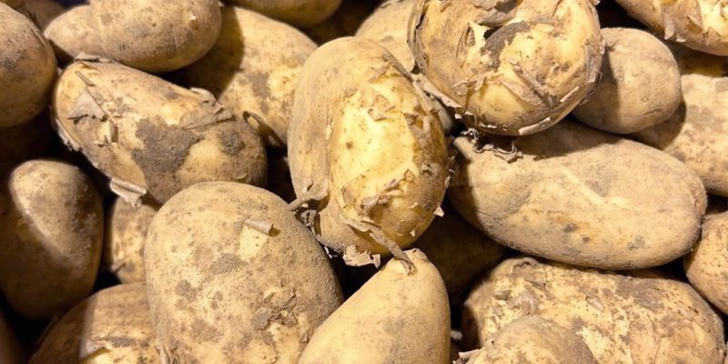 Fresh unwashed potatoes on display at Calcott Hall Farm Shop.