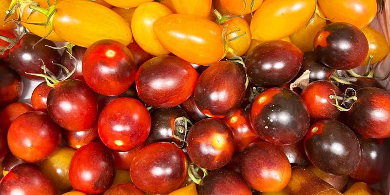 Mixed heritage cherry tomatoes displayed at Calcott Hall Farm Shop.