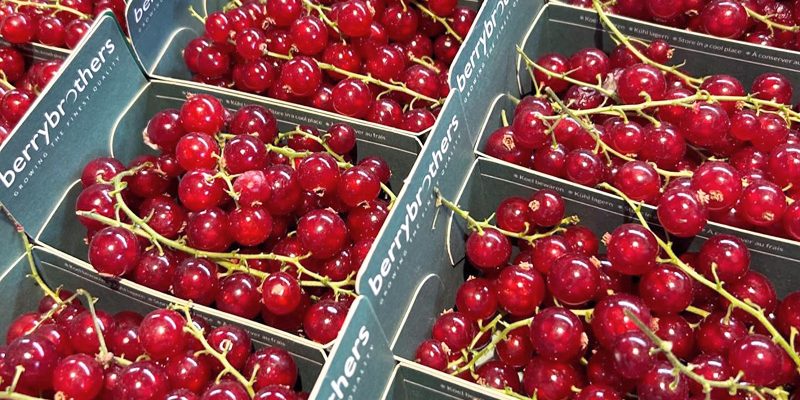 Fresh red currants displayed in trays at Calcott Hall Farm Shop.