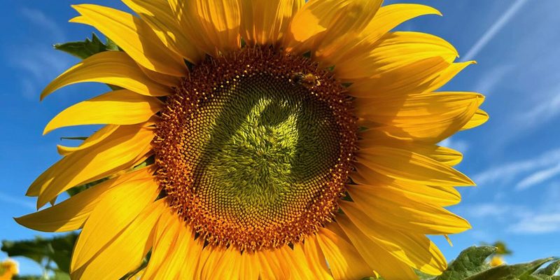Sunflower in full bloom growing outdoors at Calcott Hall Farm.