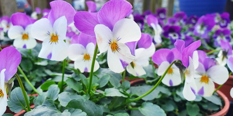 Purple and white violas growing in pots at Calcott Hall Farm Shop.