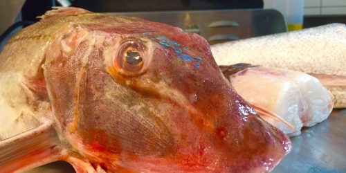 Fresh whole fish being prepared in The Fishermen’s Chippy kitchen