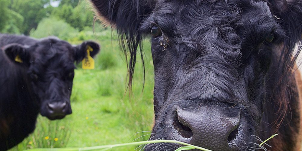 Galloway cattle grazing in the fields at Kilnford Farm