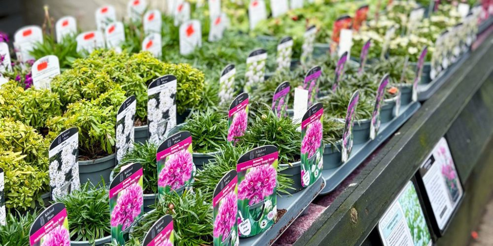 Garden centre plants on display at Kilnford Farm Shop