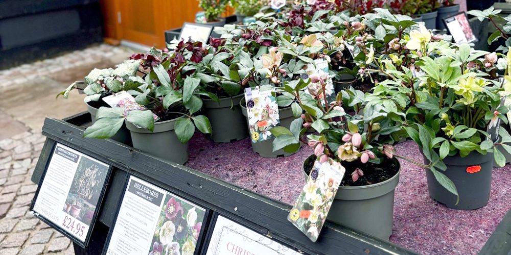 Outdoor plant display at Kilnford Farm Shop garden centre
